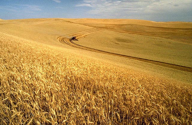 Wheat_harvest
